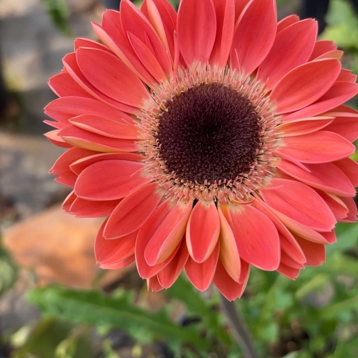 原盆原土一加仑非洲菊暖阳