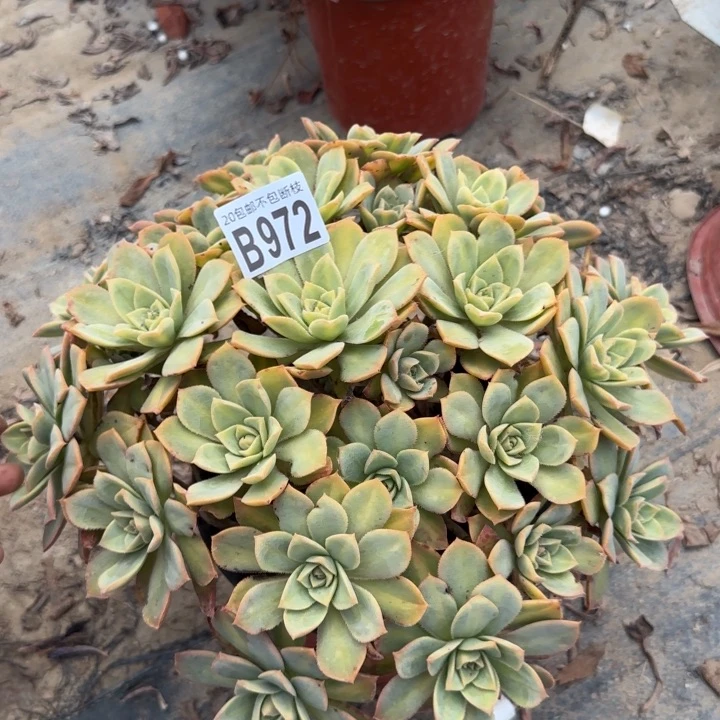 星灿……多肉植物……