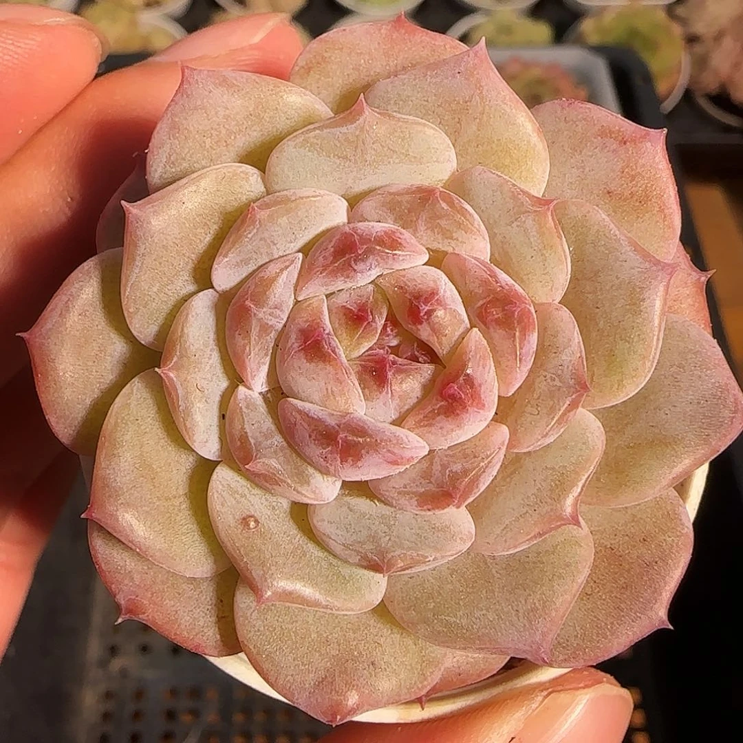 1120-------104糖心