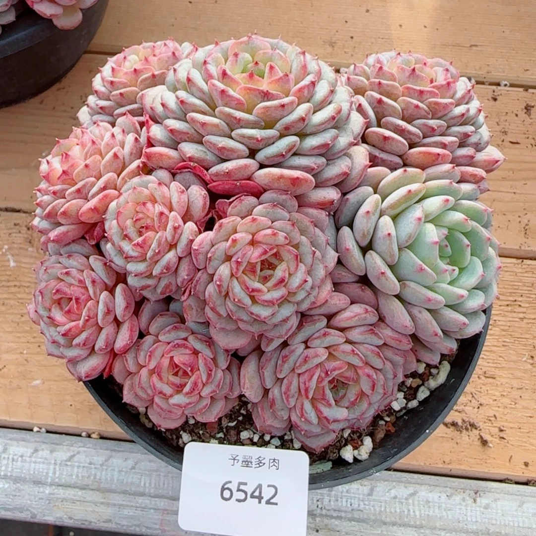 白胖子群，6542多肉植物