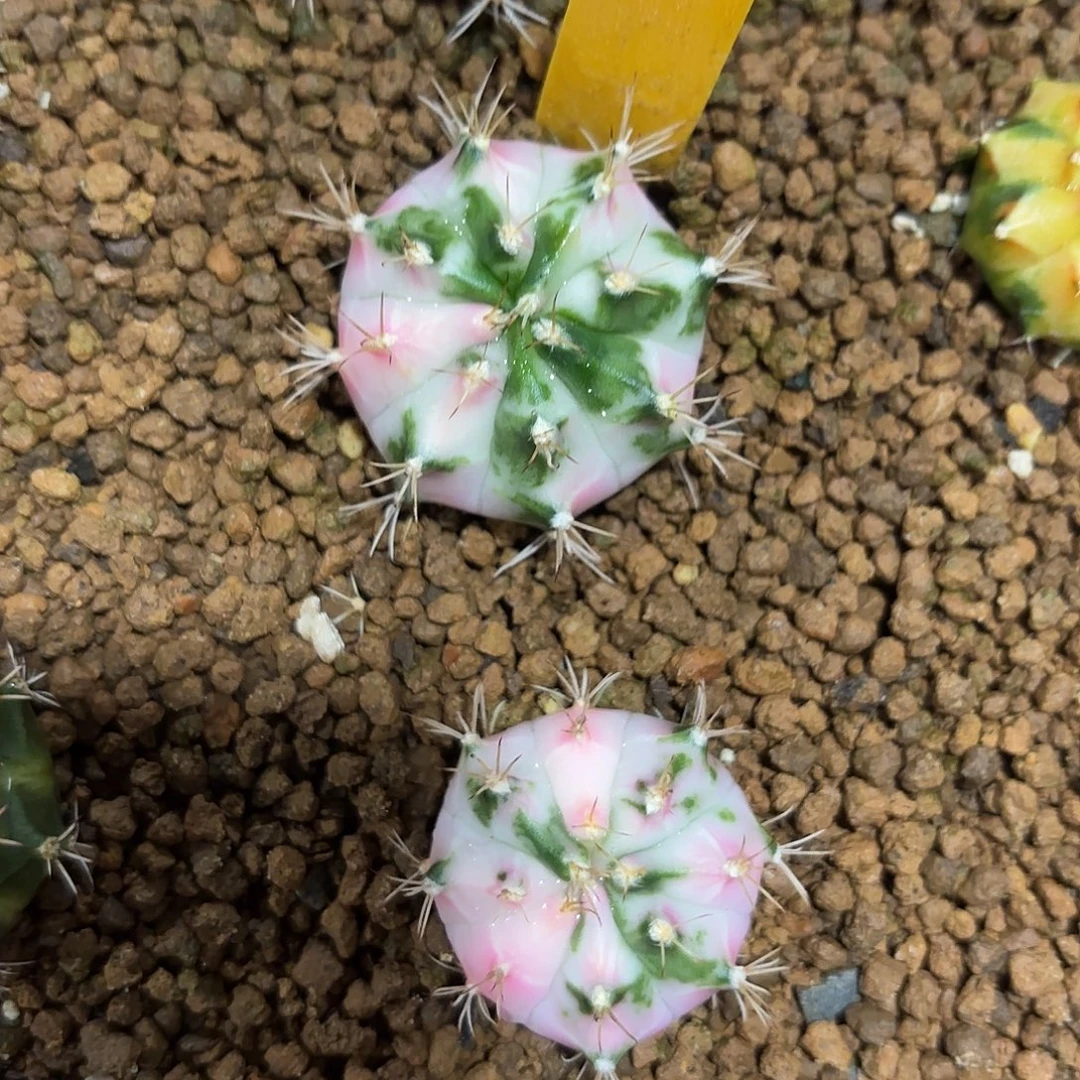 105-1002泰国发货多肉福利价