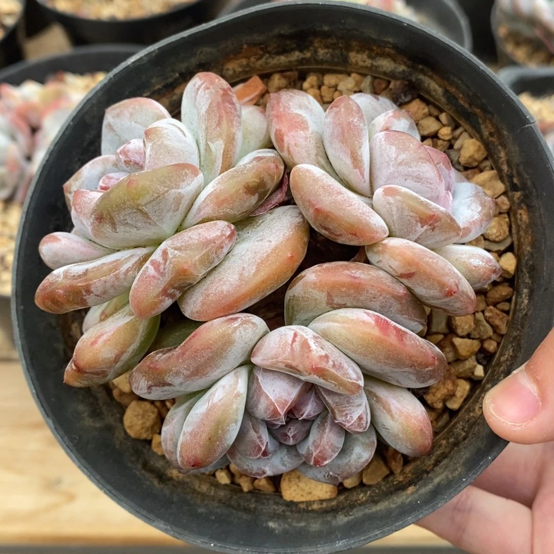 三头绿底紫心大肥包子