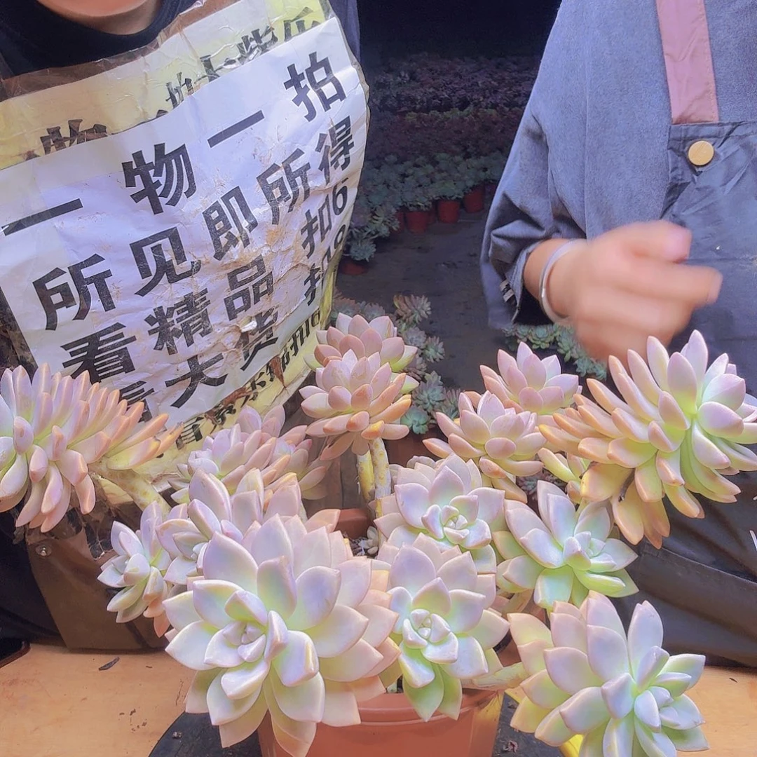 但选一物易拍，所见即所得，实物图片为准