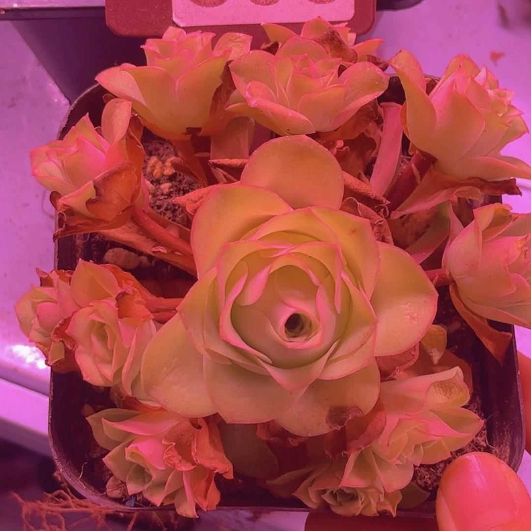 806山地玫瑰粉色
