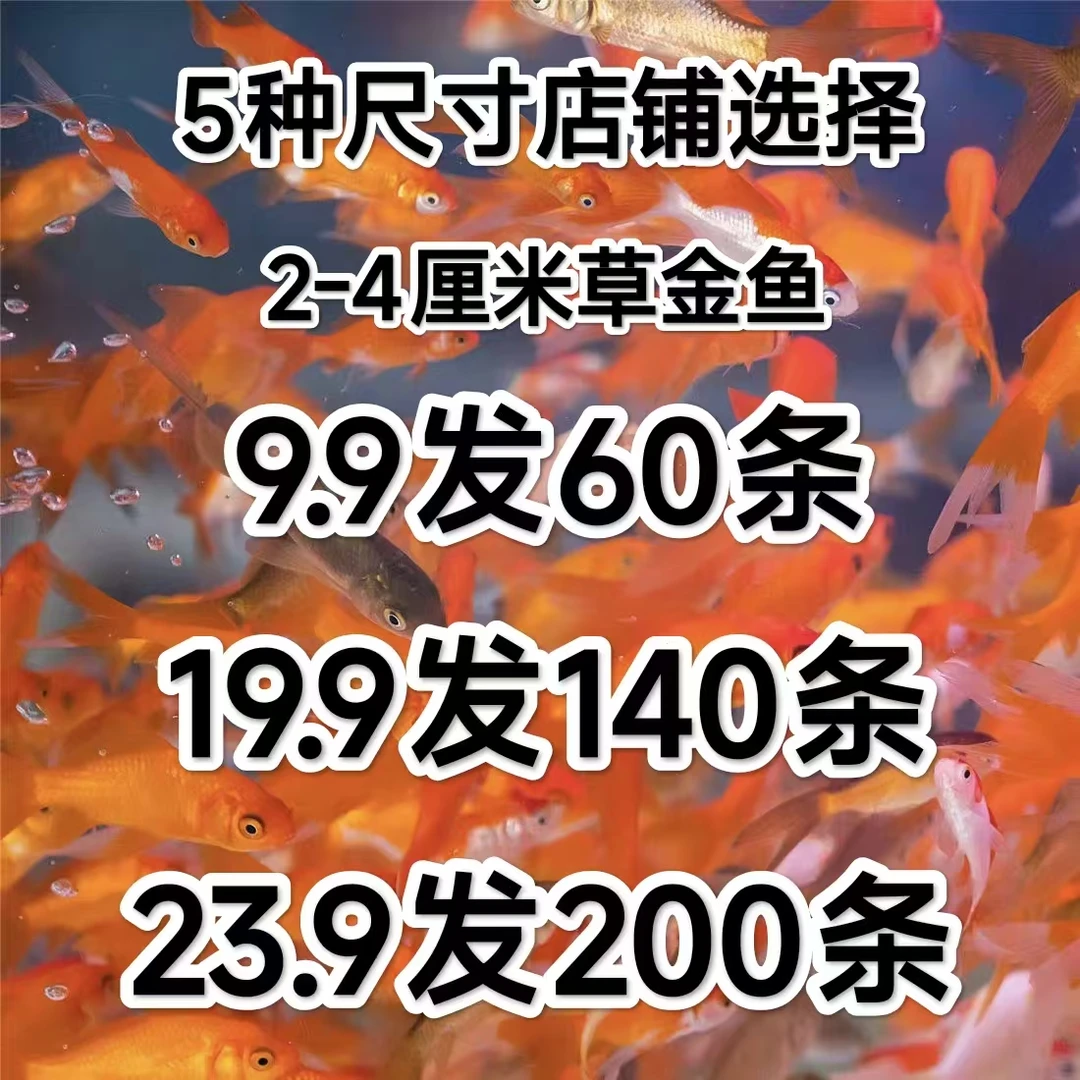 草金鱼 冷水鱼 饲料鱼 新手鱼 小金鱼
