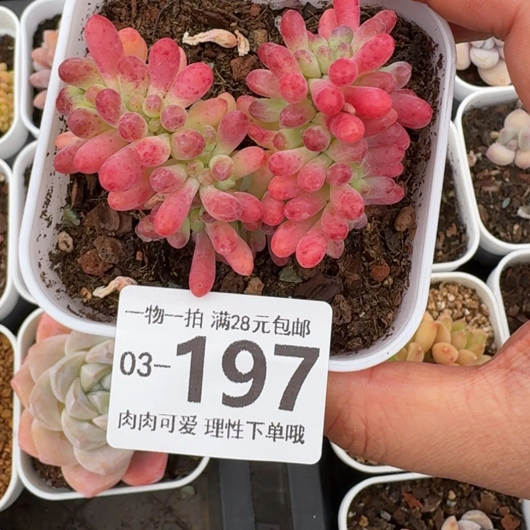 果冻乙女心缀无盆土发货