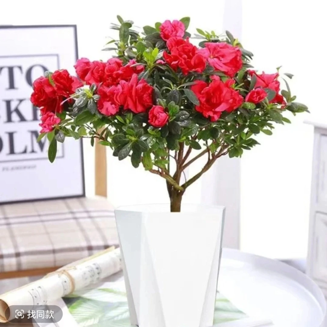 大号杜鹃带花苞发货室内盆栽绿植阳台四季开花