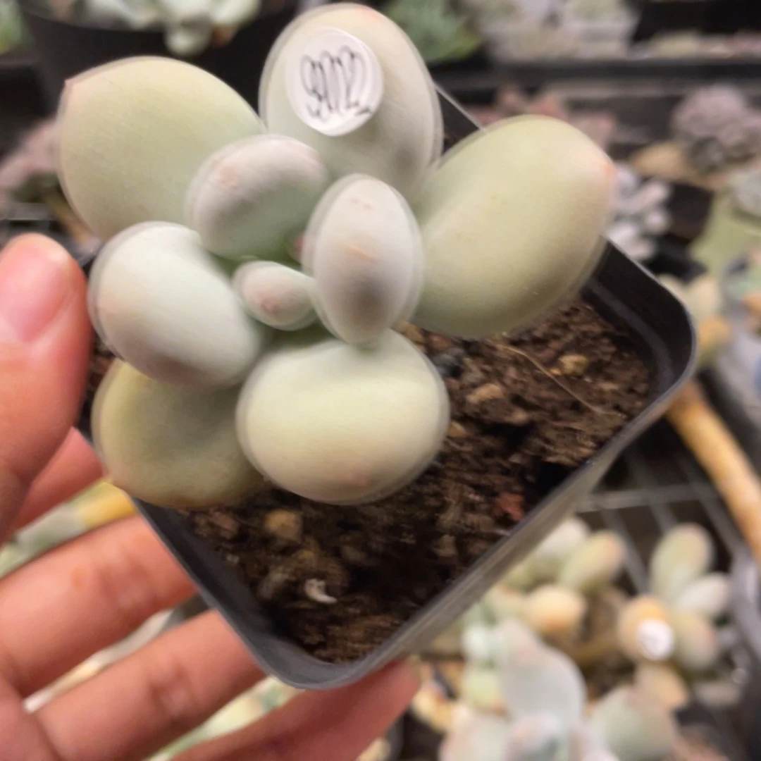 麦金大叶奶多肉植物