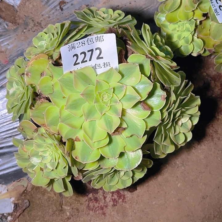 2272雨呵多肉植物保护
