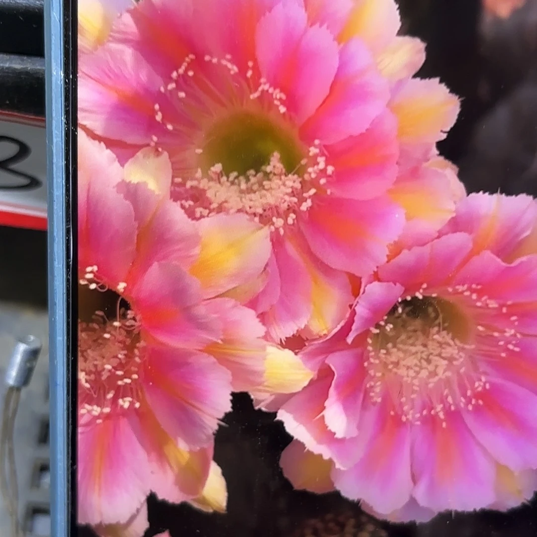 出水芙蓉无根侧牙四公分5