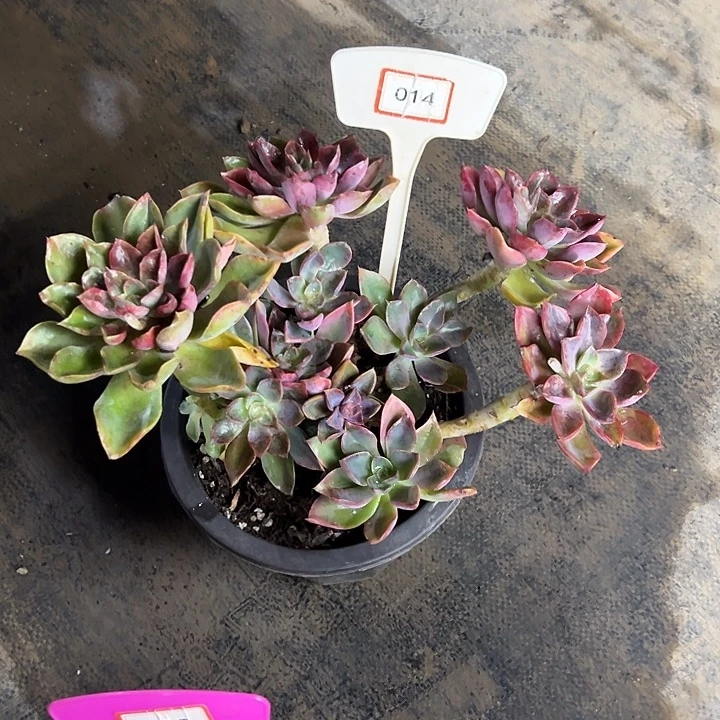 芳***菲完全开放琼斯多肉植物014