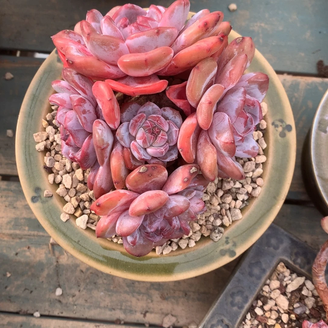 无花朵哈哈哈哈哈哈哈哈2