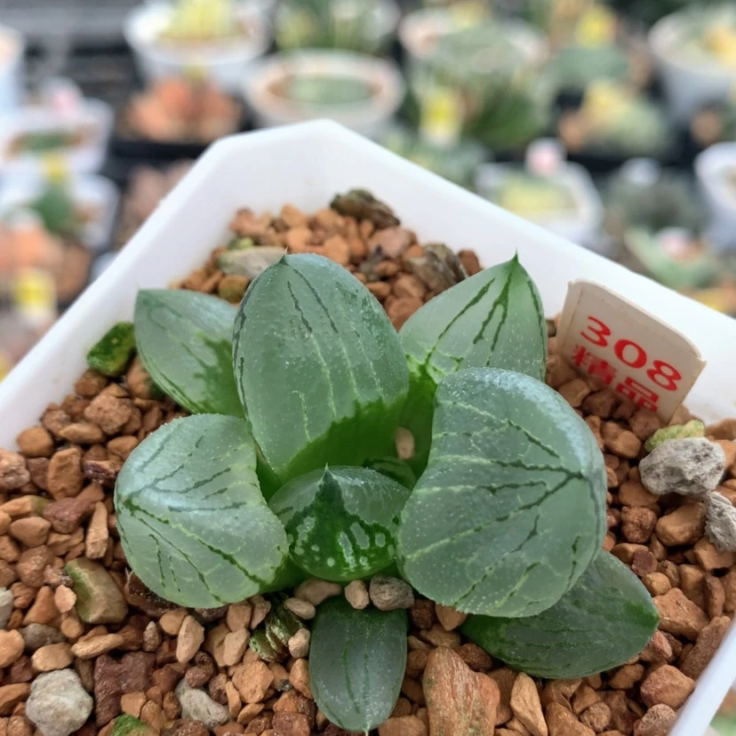 【闪购商品】308虞美人