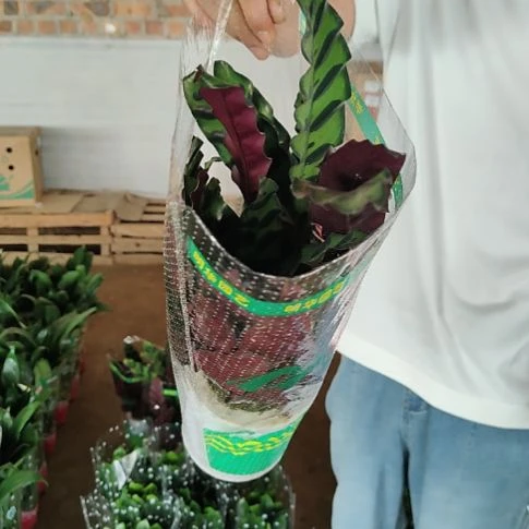 完全开放水培猫眼绿天鹅