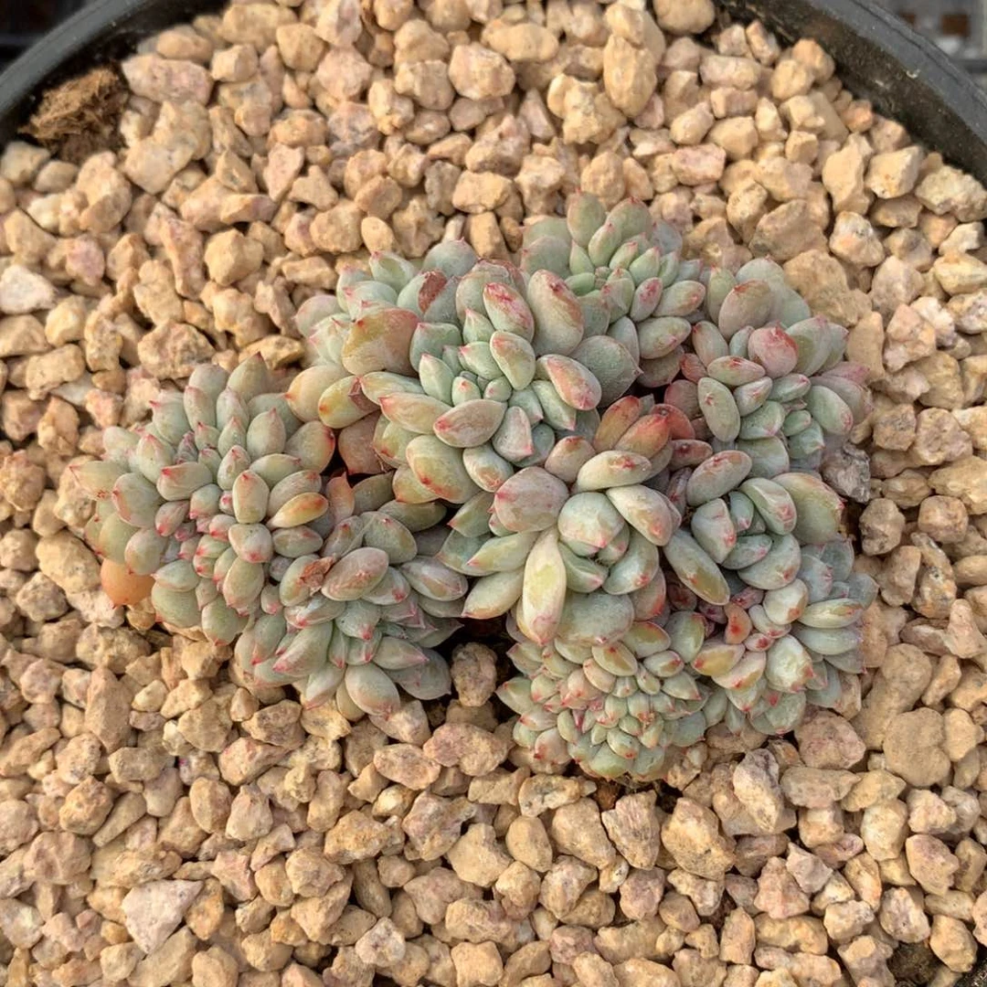 D1313逗号的多肉花园