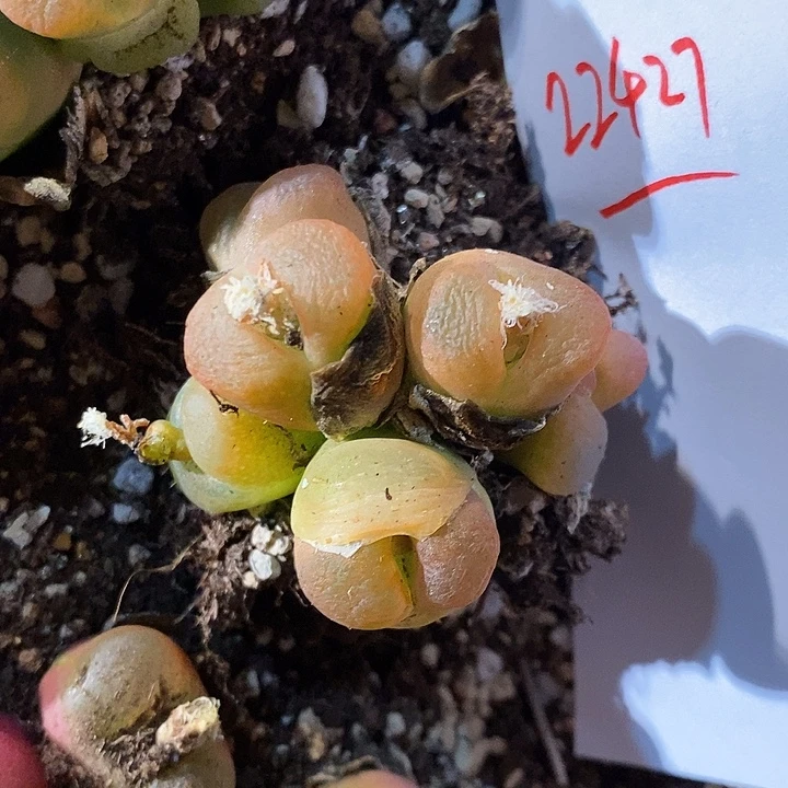 22427。    一群。