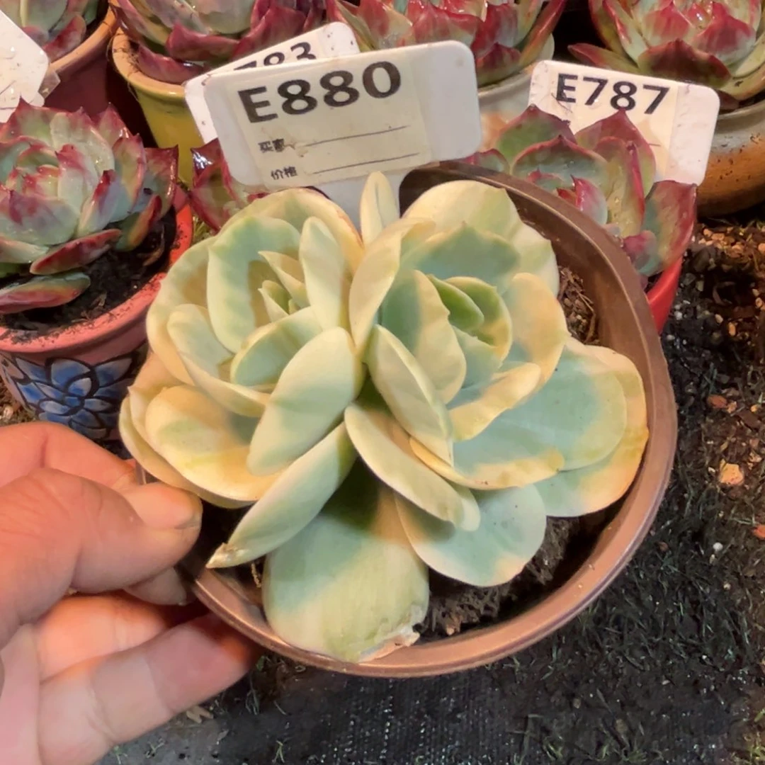 鸡蛋碧桃锦880多肉