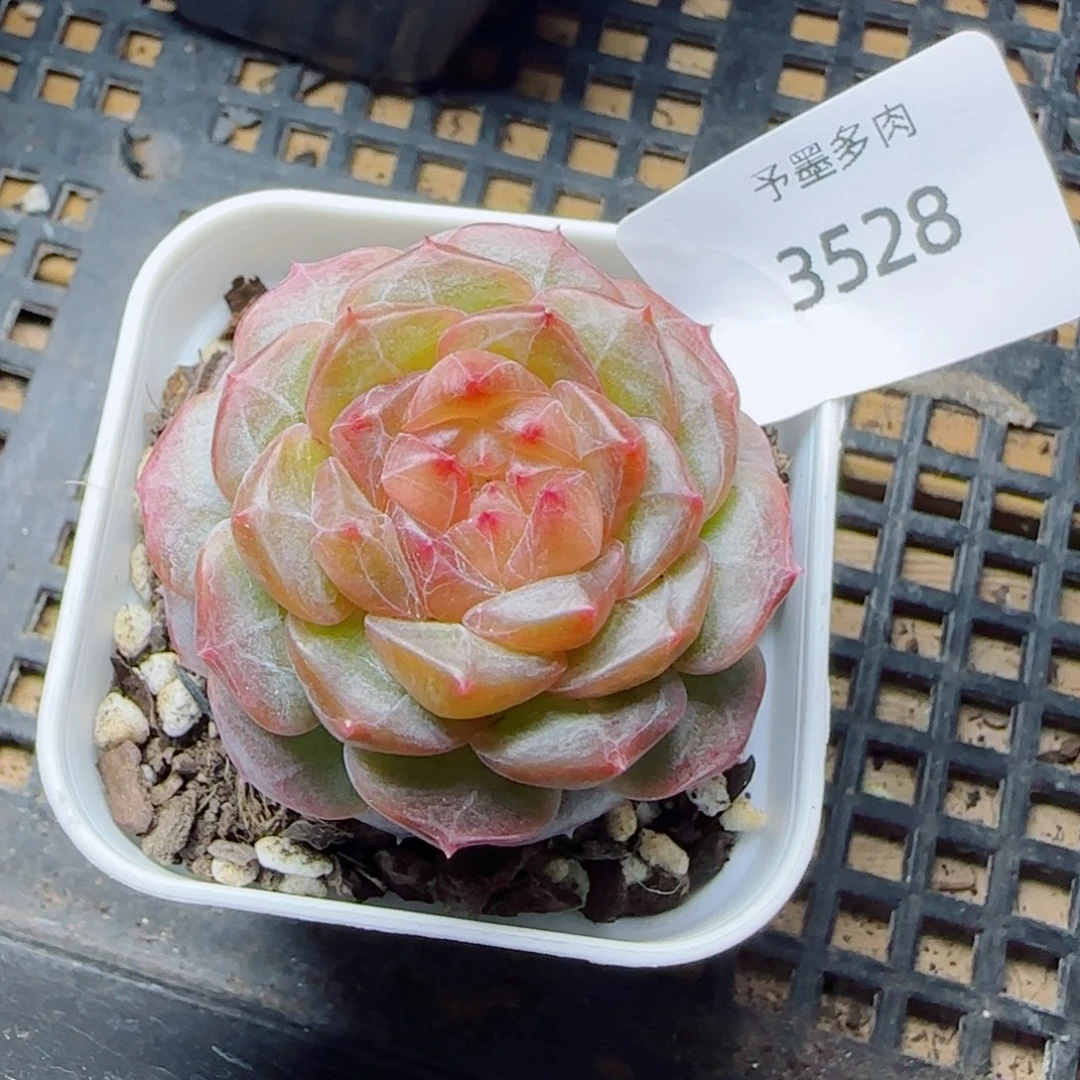 星空幻影，3528多肉植物