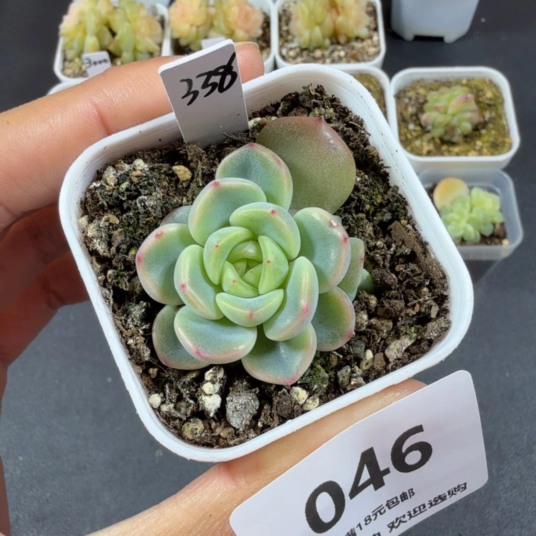 甜心338一物一拍046