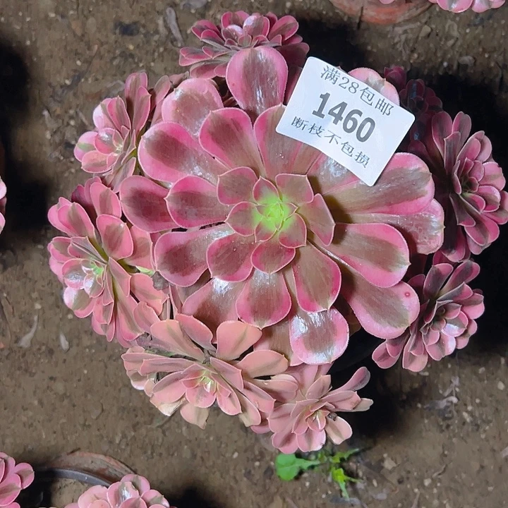 1460美杜莎多肉植物