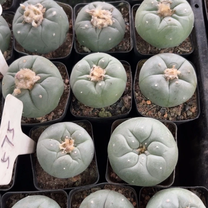 完全开放两颗实生海鲜皮实好养