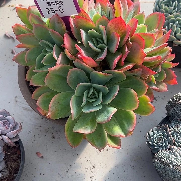 苔***米多肉植物组合盆栽6