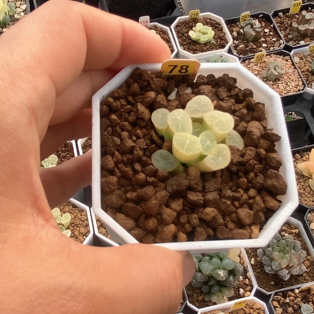 78号万象锦一物一拍