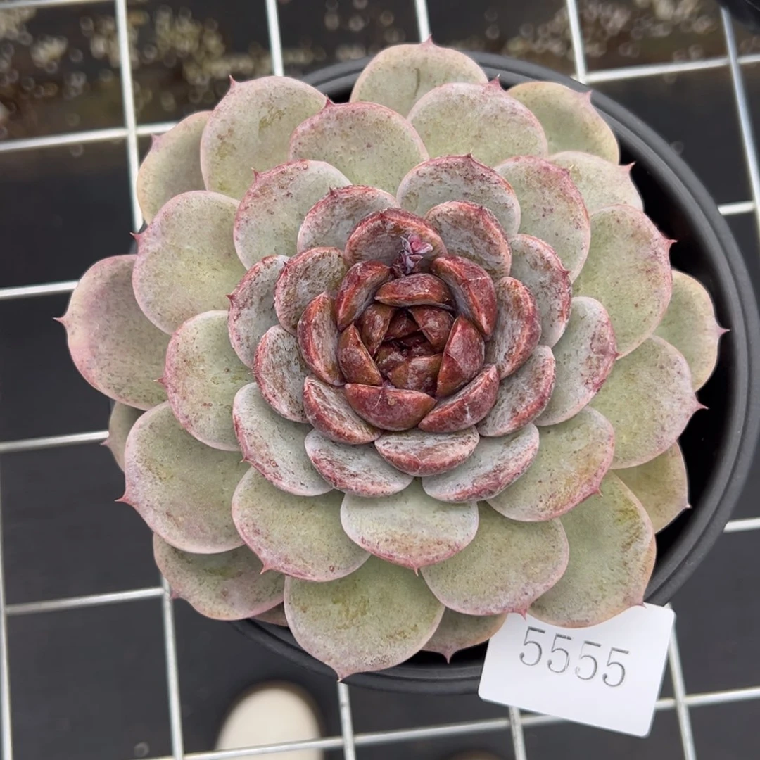 卡**。5555肉肉肉肉肉肉肉肉肉