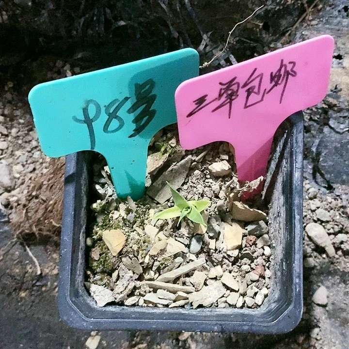 【闪购商品】无花朵龙舌兰Eb妖炎