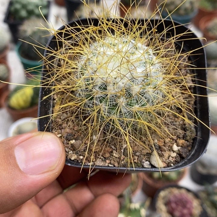 狂刺海泉特价福利