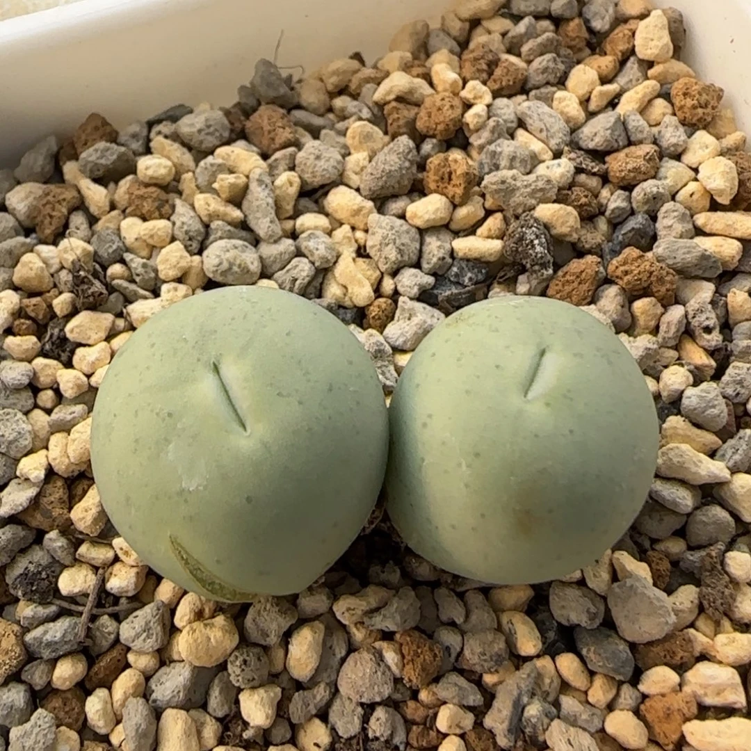 12-16-3-1当天满38包邮v嘴1.6cmyouliew脱土
