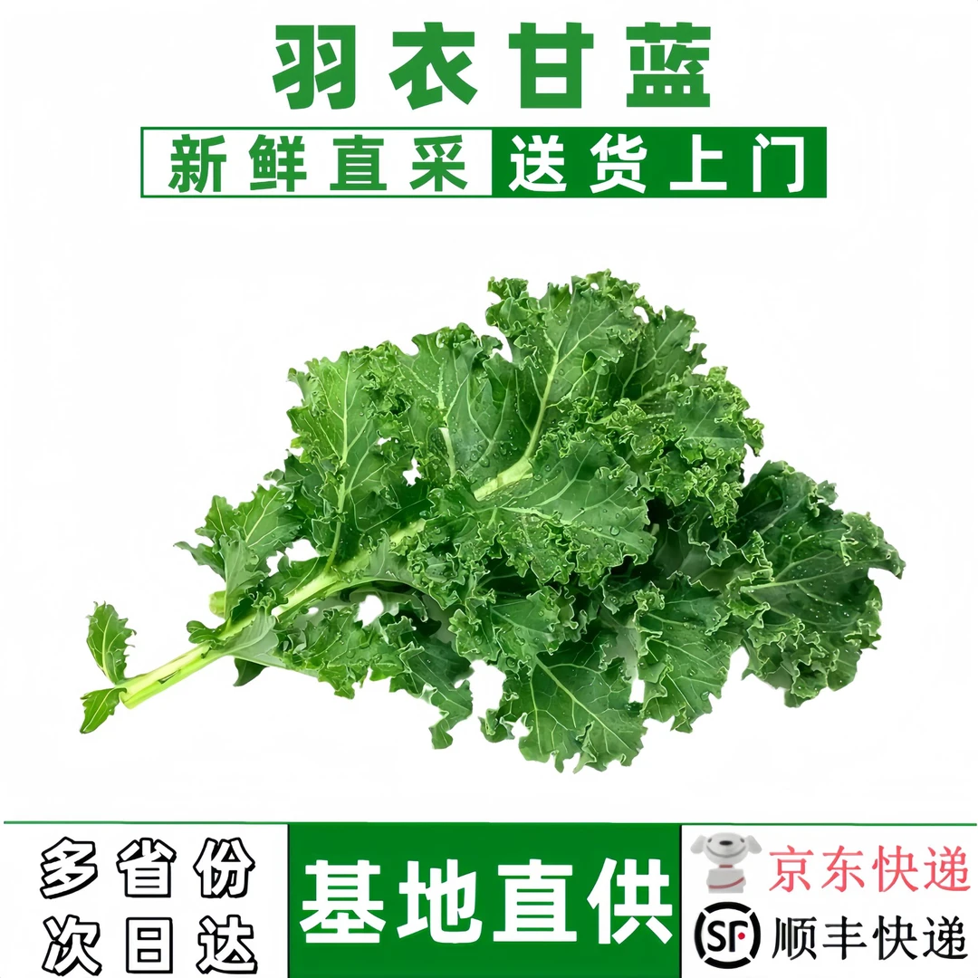 新鲜羽衣甘蓝嫩叶蔬菜榨汁沙拉食材甘兰健身西餐