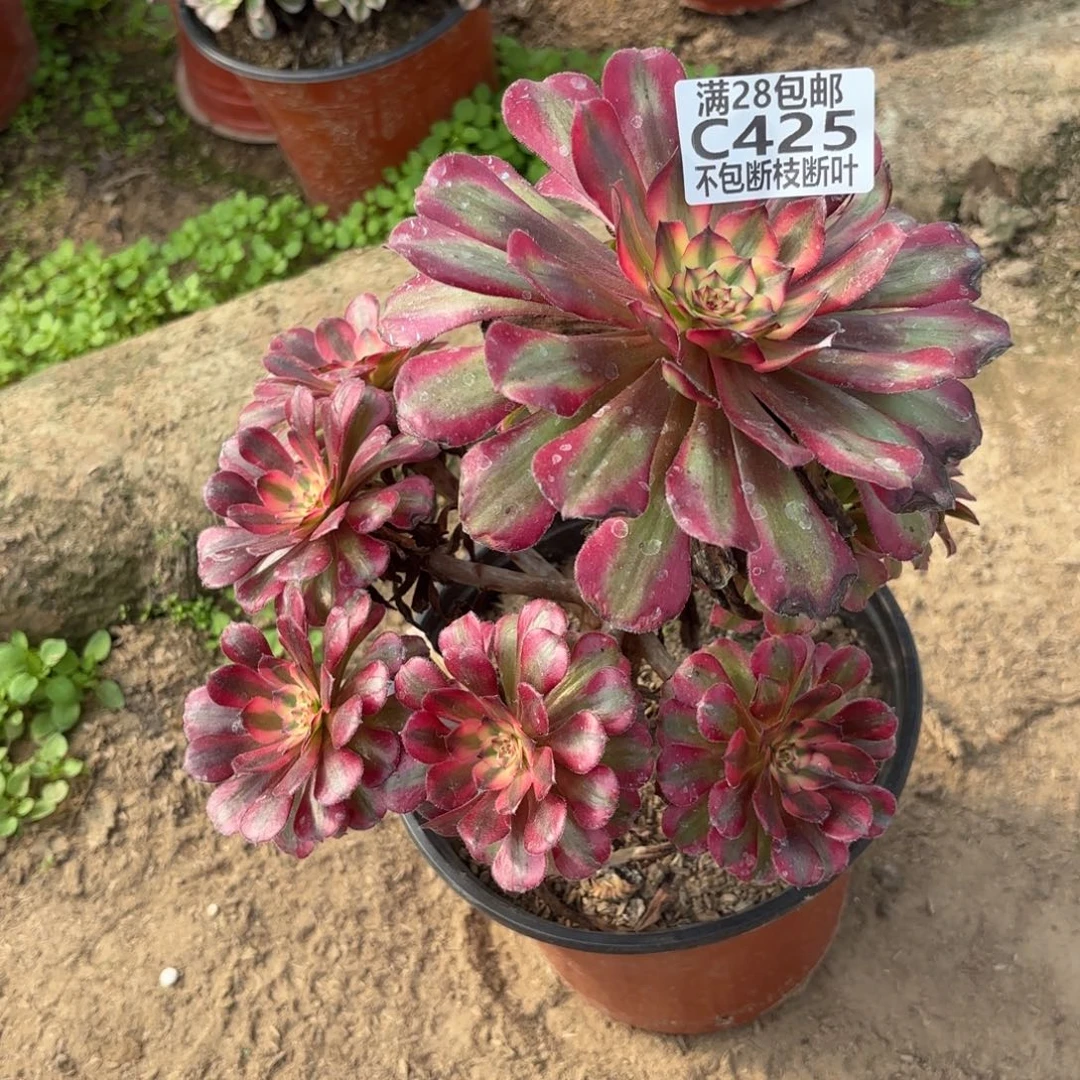 M. 425红颜多肉1122336