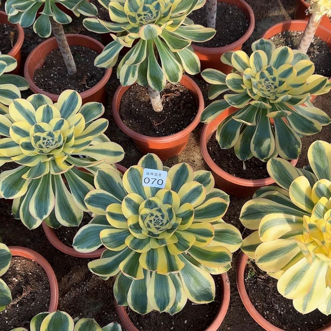 金****）多肉植物王妃070