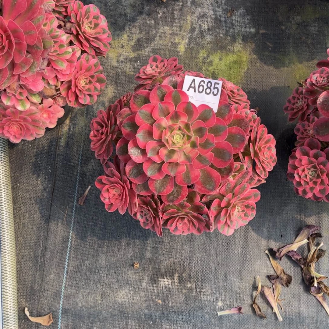 多肉女巫0000000685