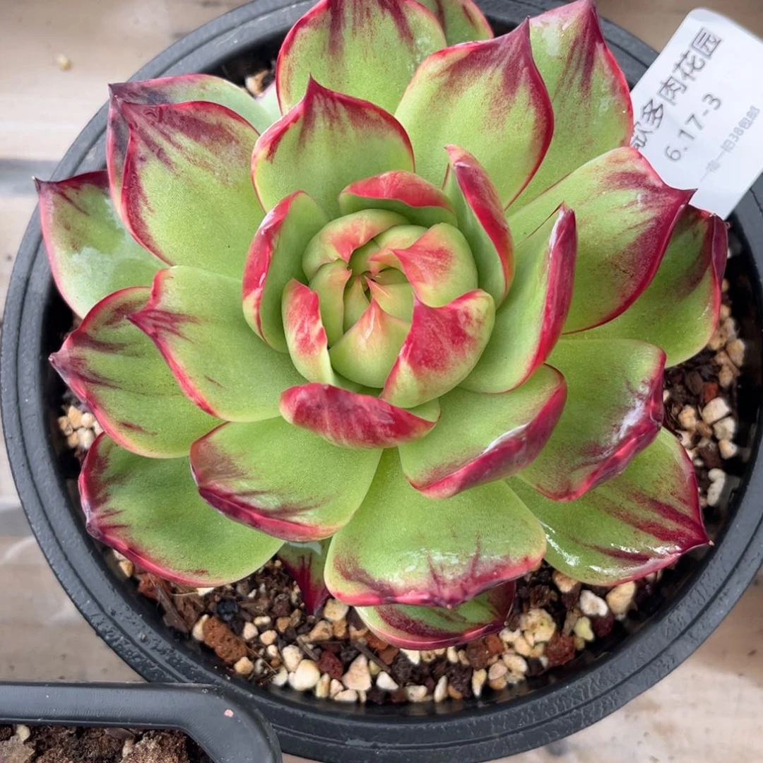 黑*灰6.17-惊鸿111111111