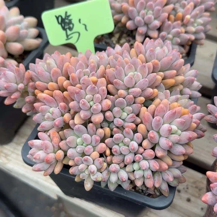 星黛露老桩多肉五十包邮