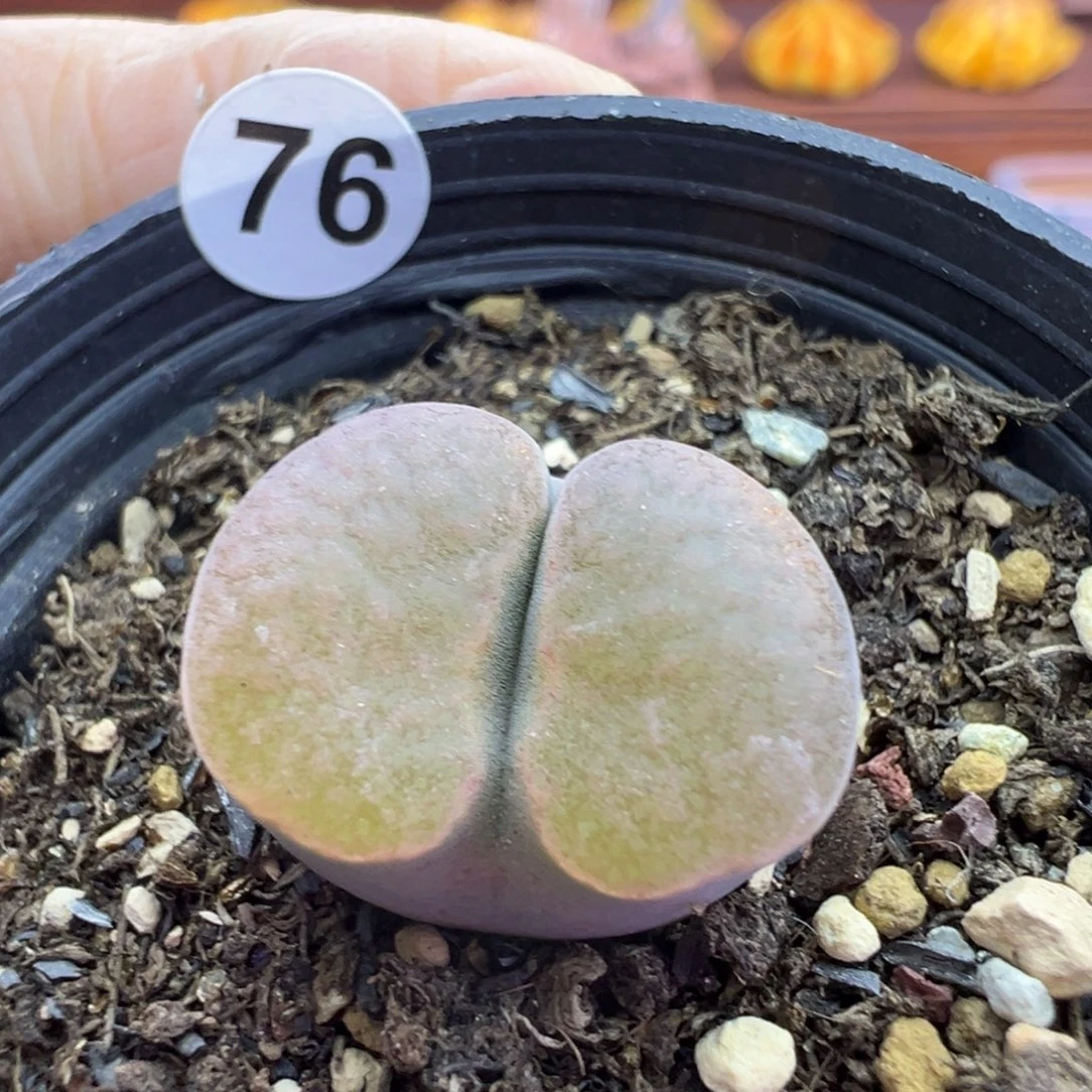 76号磁铁福利特特