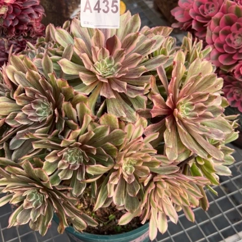 435草莓蛋糕30厘米左右多肉