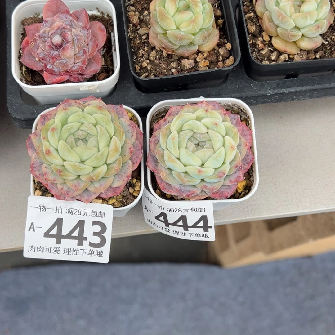 哈*美妮多肉多肉多肉多肉