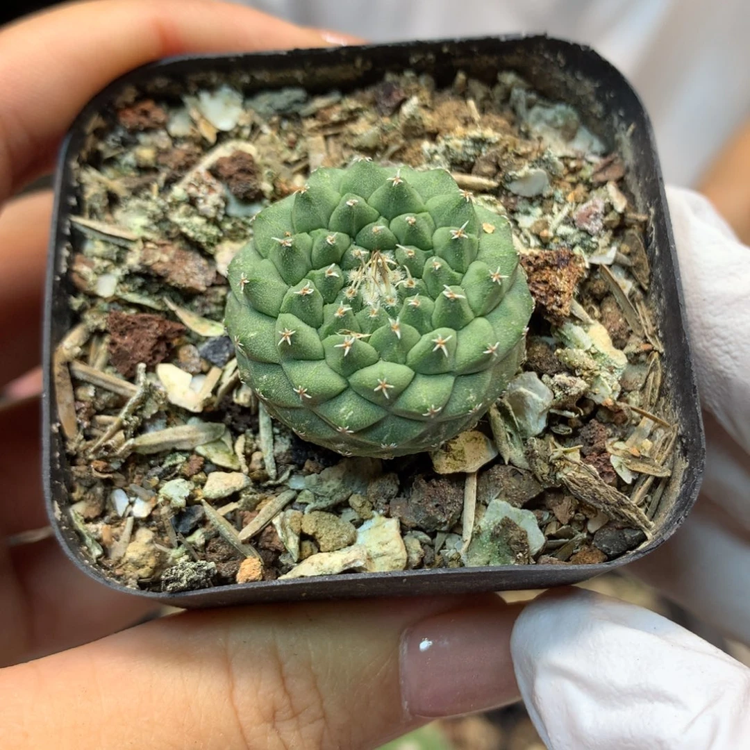 实生 菊水2.5公分起发 带盆土发货