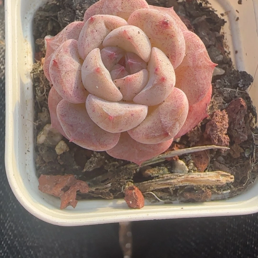 小卡拉米糖心一物一拍