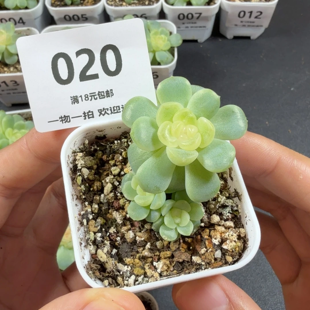 无尽灯带两仔一物一拍020