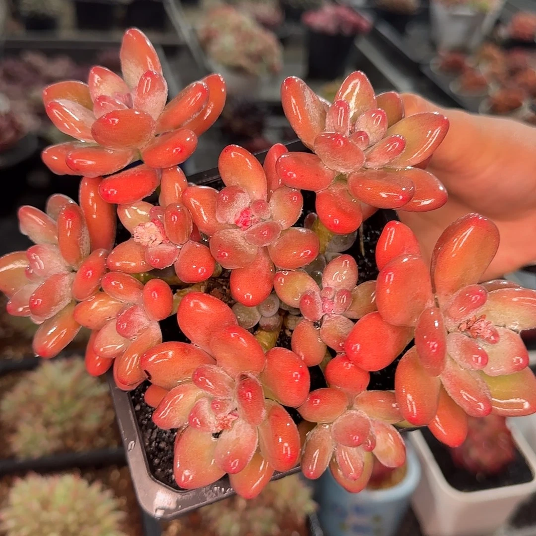 从前慢花园精选苹果奶