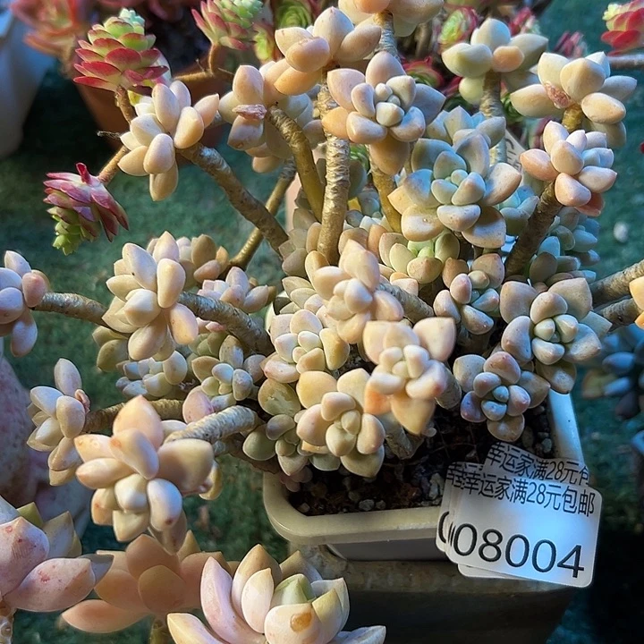 幸运儿的一个小秘密就是你