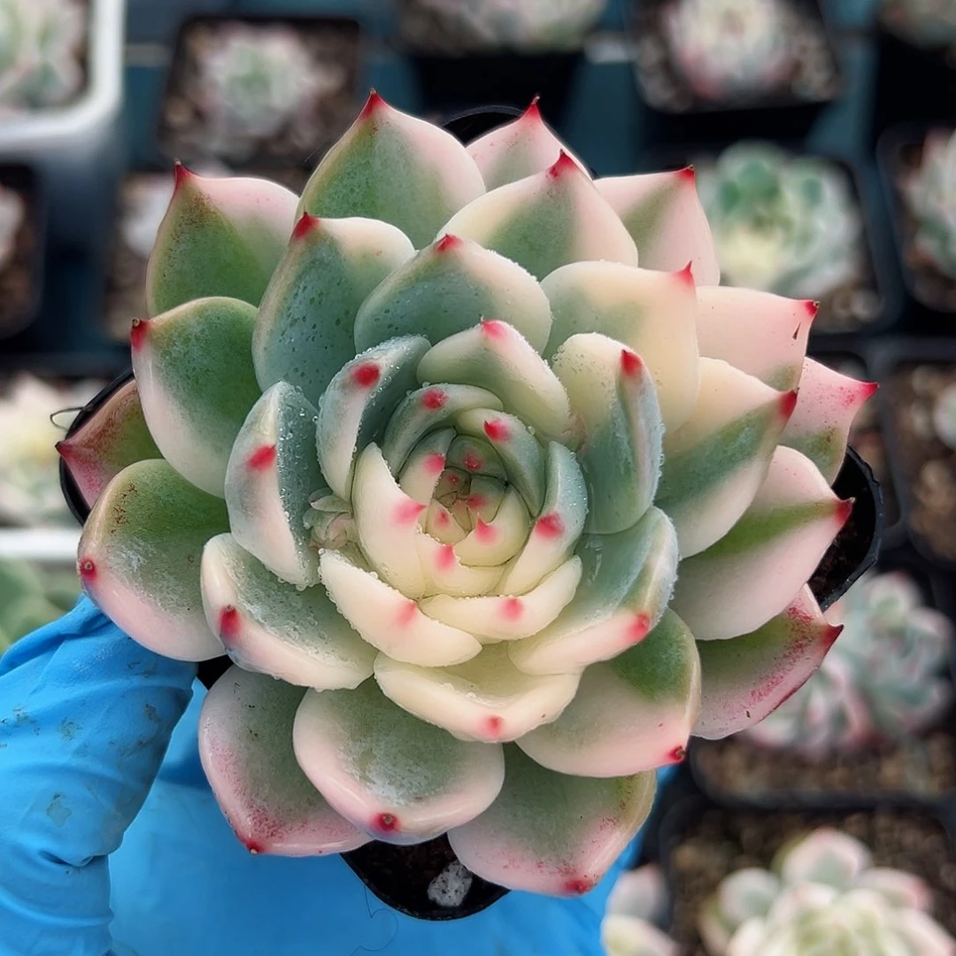 吉娃娃锦，花脸锦