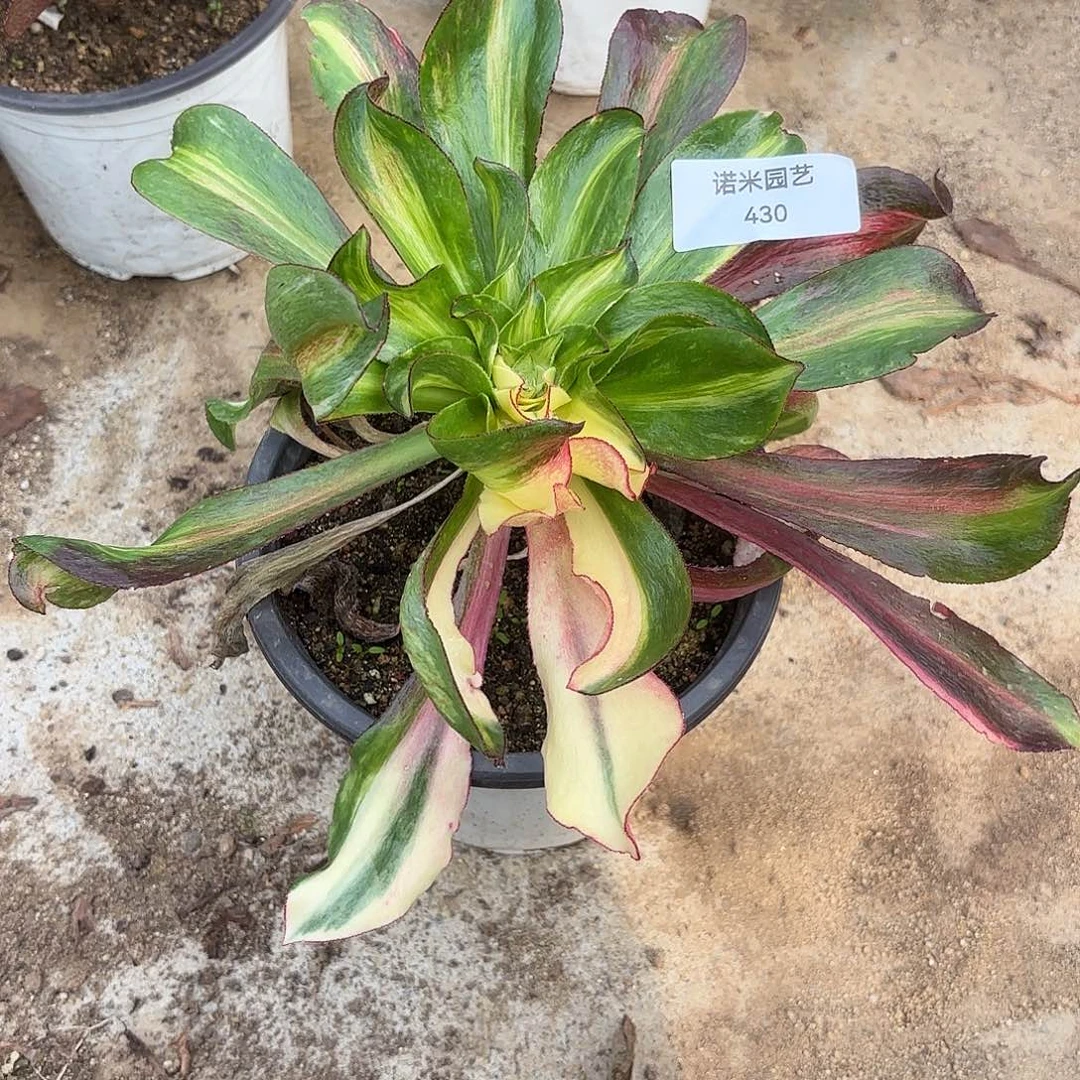 魅影中班多肉植物430