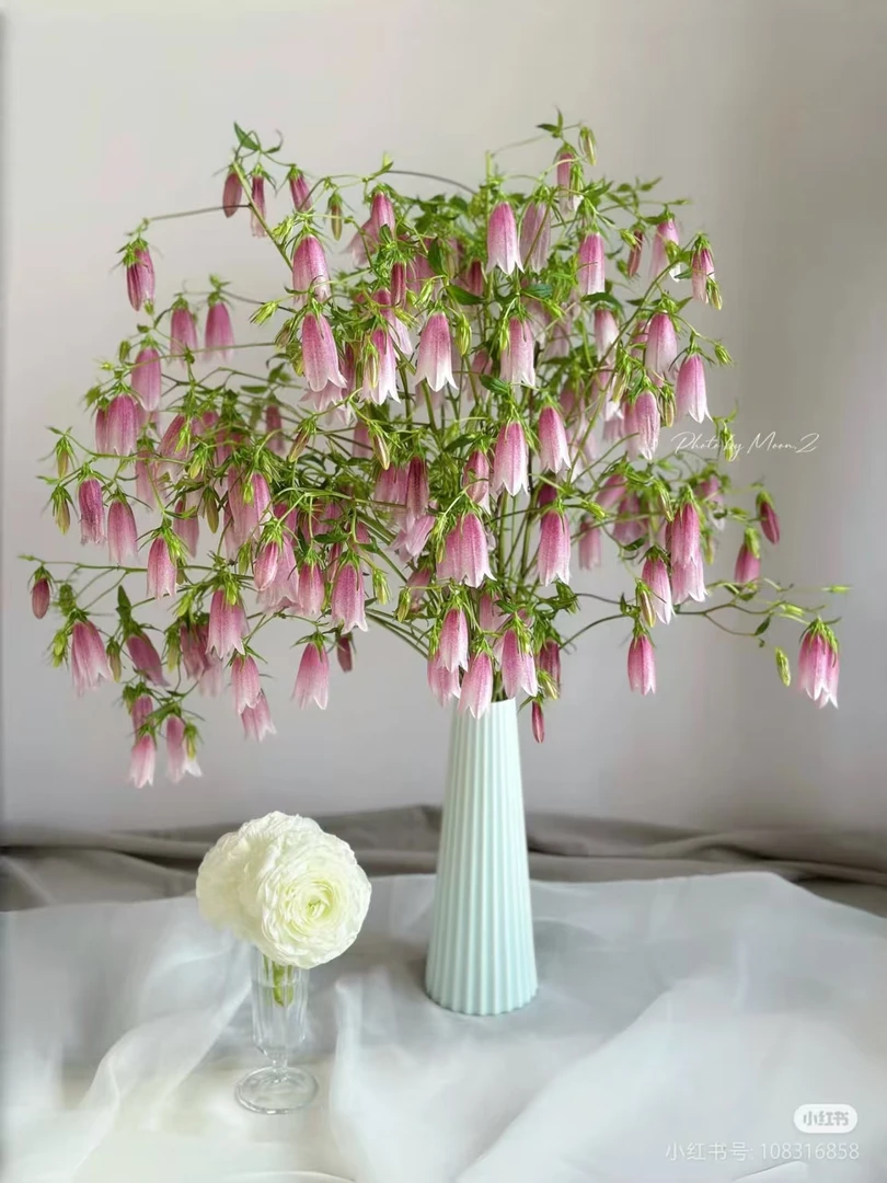 【香羿鲜花】紫斑风铃/全场任意满两单及以上包邮