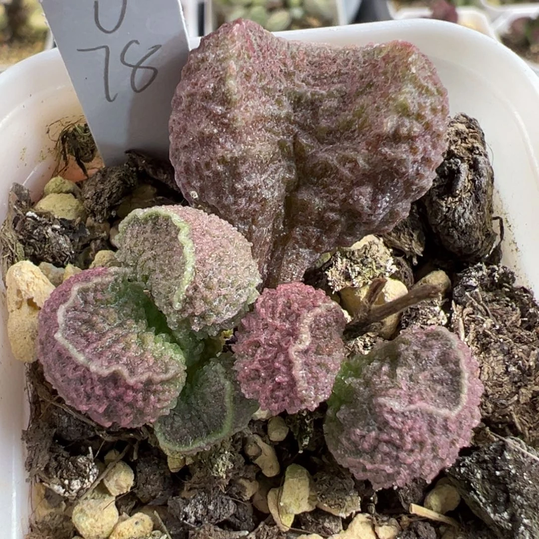 实生新品大苗多肉植物水泡