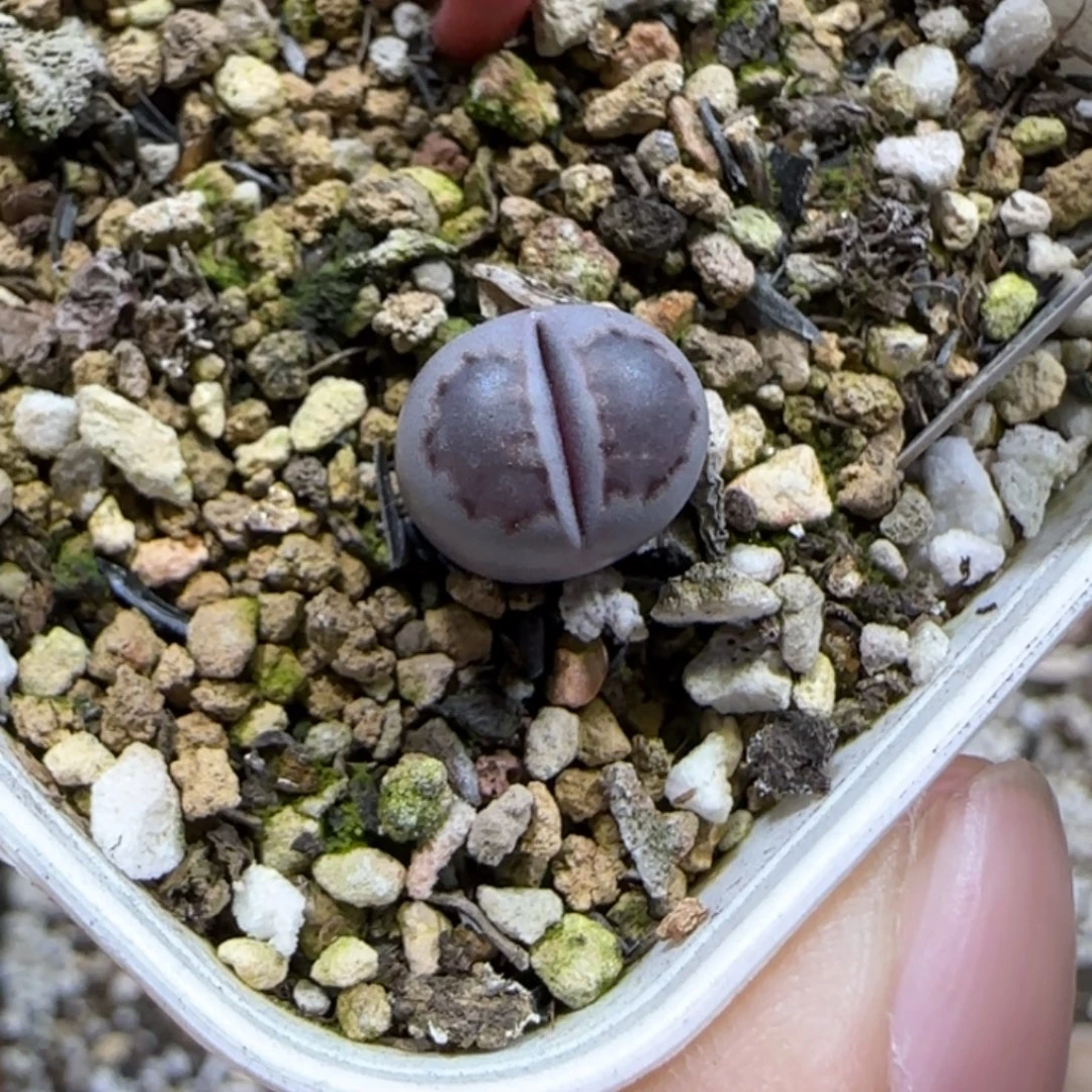 1.2。     紫饼干。   2027